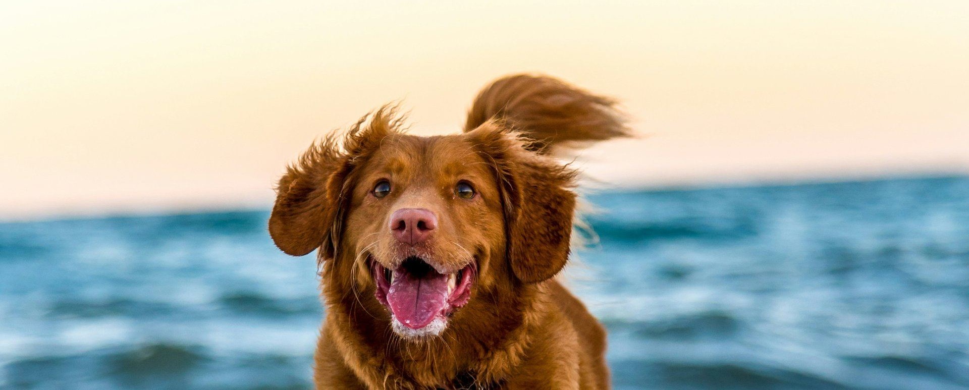 Animali benvenuti — Il Corbezzolo Tropea 4