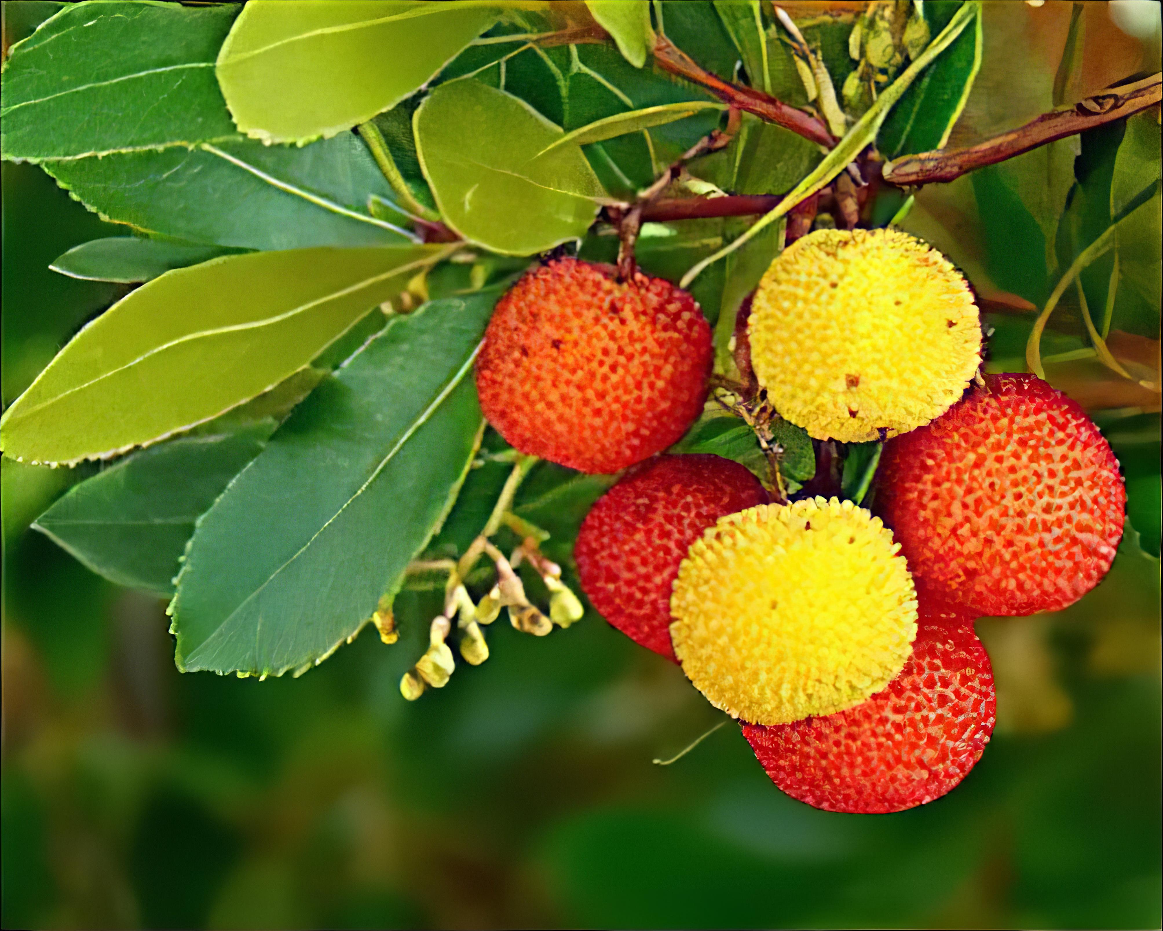Corbezzolo — fiori bianchi e bacche rosse