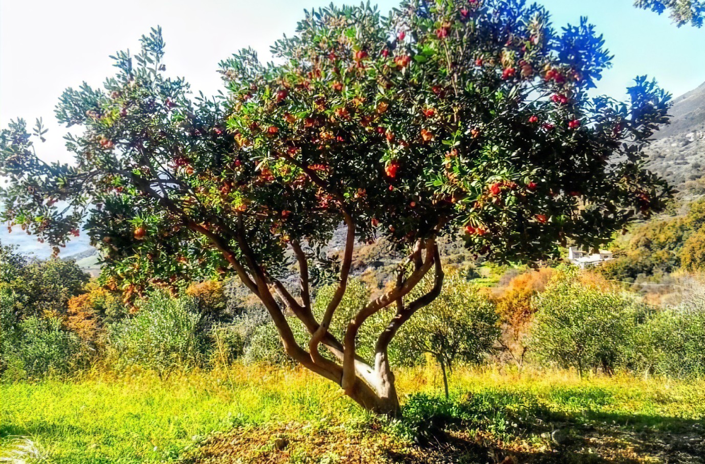 Pianta di Corbezzolo (Arbutus unedo)