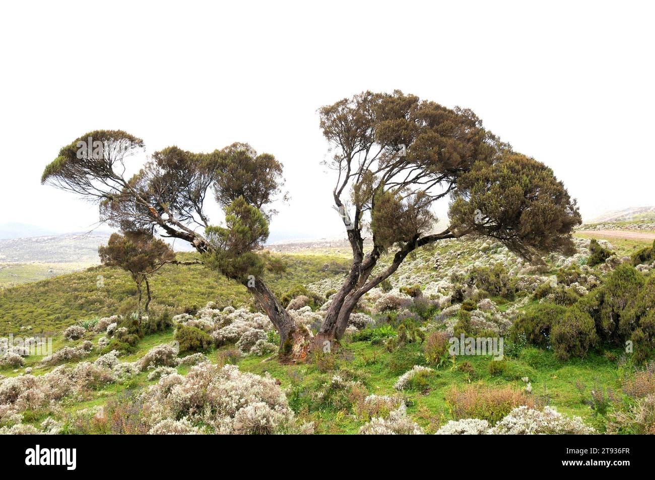Erica arborea — fioritura bianca primaverile