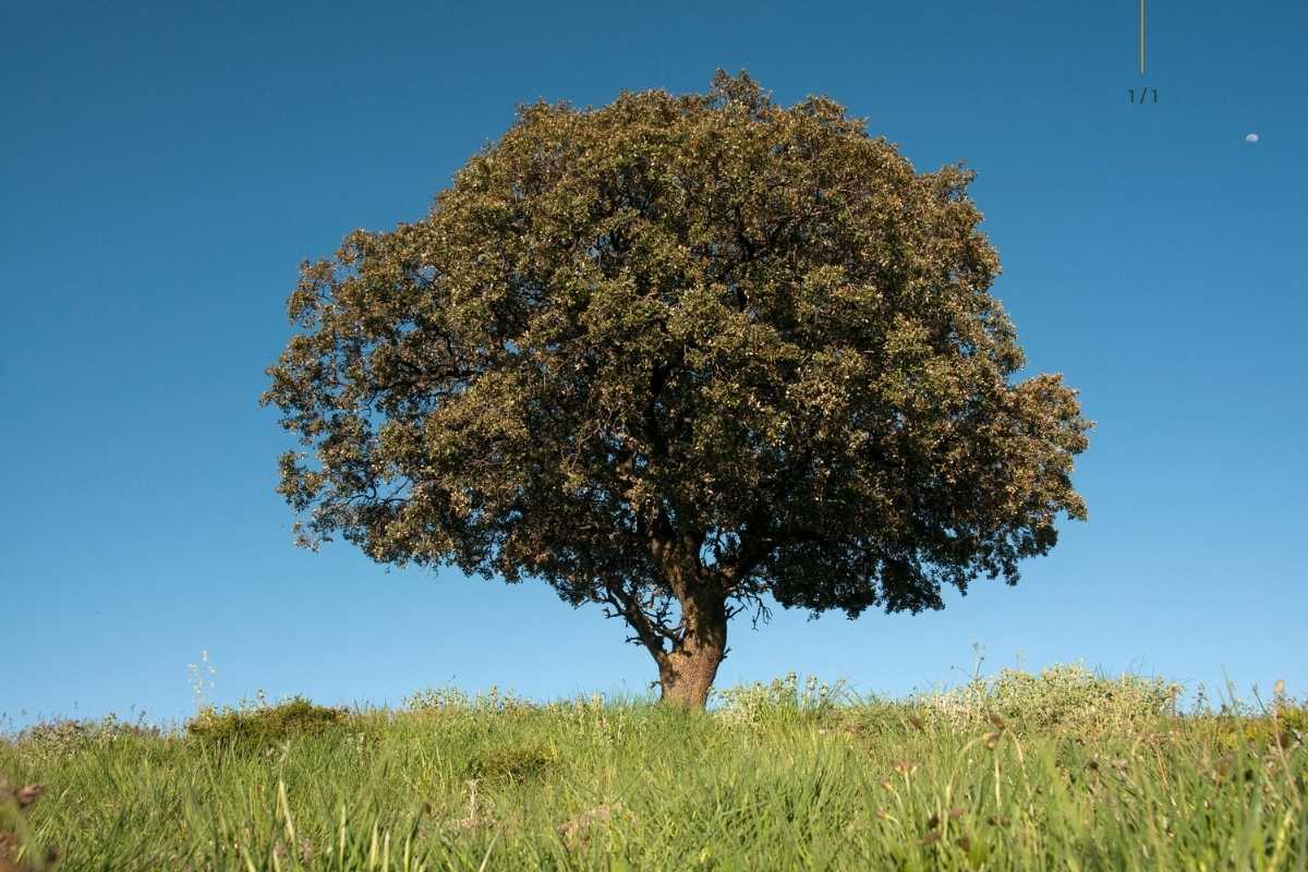 Leccio — Quercus ilex