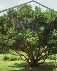 Mirto — Myrtus communis