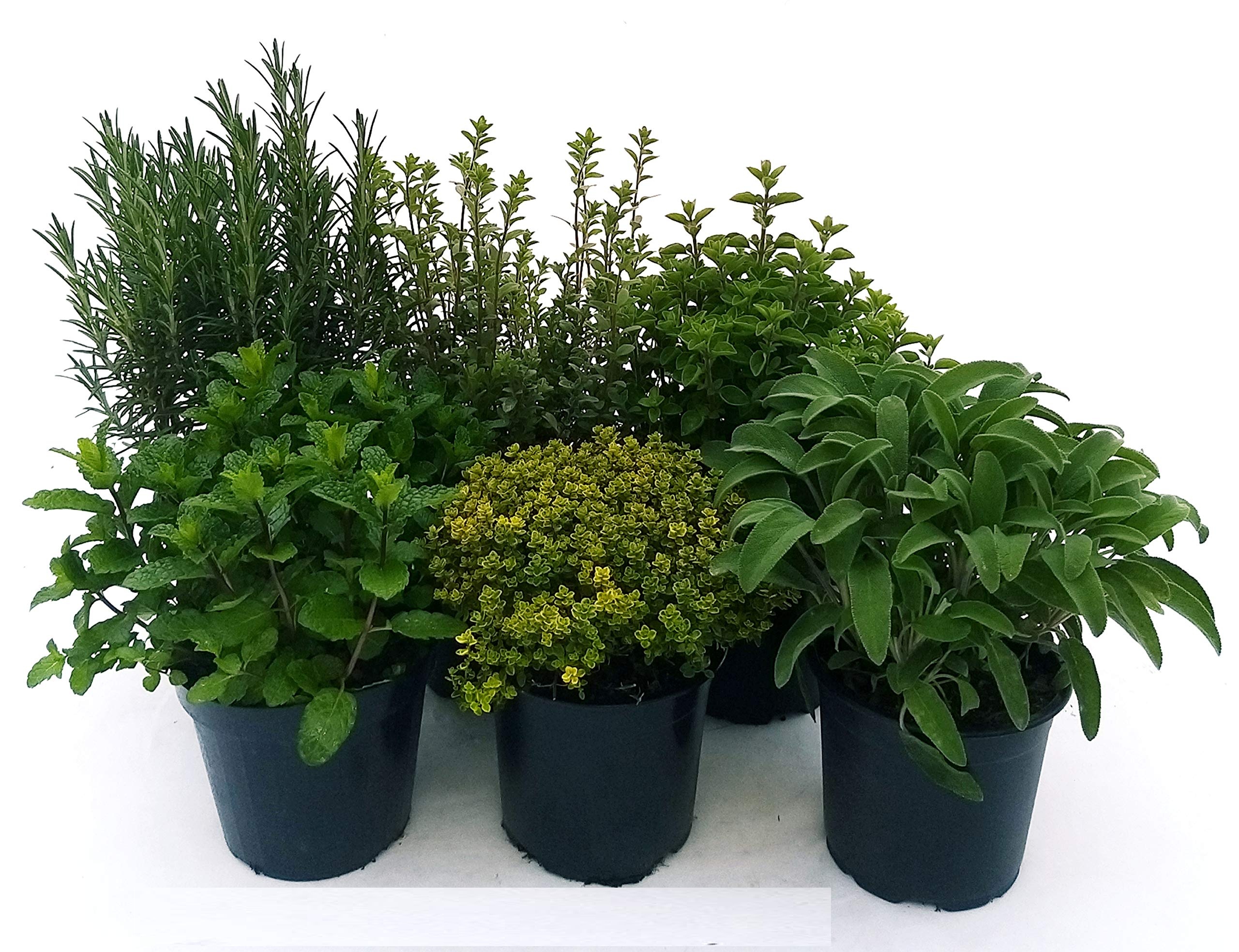 Rosmarino, timo e origano — aromatiche mediterranee